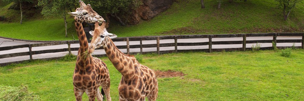 Visita Cantabria con entrada al Parque de Cabárceno